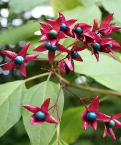 Future Forests Clerodendrum Trichotomum Purple Blaze