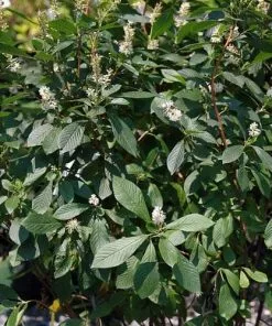 Future Forests Shrubs Clethra Alnifolia Ruby Spice