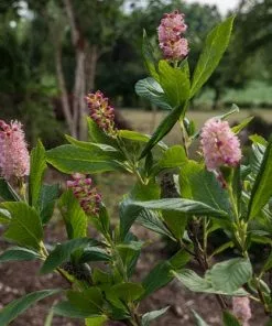 Future Forests Shrubs Clethra Alnifolia Ruby Spice