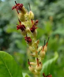Future Forests Shrubs Clethra Alnifolia Ruby Spice