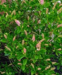 Future Forests Shrubs Clethra Alnifolia Ruby Spice