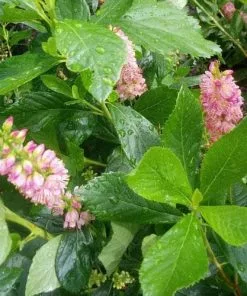 Future Forests Shrubs Clethra Alnifolia Ruby Spice