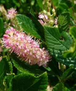 Future Forests Shrubs Clethra Alnifolia Ruby Spice