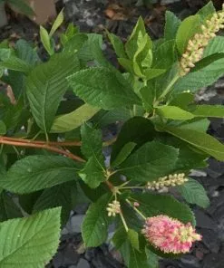 Future Forests Shrubs Clethra Alnifolia Ruby Spice