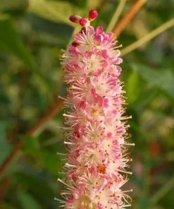 Future Forests Shrubs Clethra Alnifolia Ruby Spice