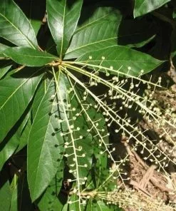 Future Forests Clethra Pringlei