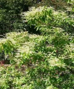 Future Forests Clethra Pringlei