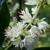 Future Forests Clethra Alnifolia Hummingbird