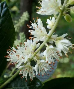 Future Forests Clethra Alnifolia Hummingbird