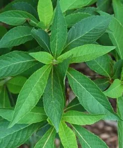 Future Forests Shrubs Clethra Fargesii