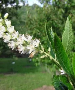 Future Forests Shrubs Clethra Fargesii