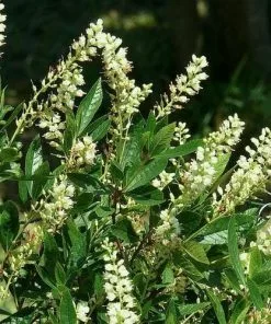 Future Forests Shrubs Clethra Fargesii