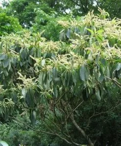 Future Forests Shrubs Clethra Fargesii
