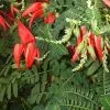 Future Forests Climbers Clianthus Puniceus 2 Future Forests Climbers Clianthus Puniceus