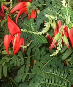 Future Forests Climbers Clianthus Puniceus