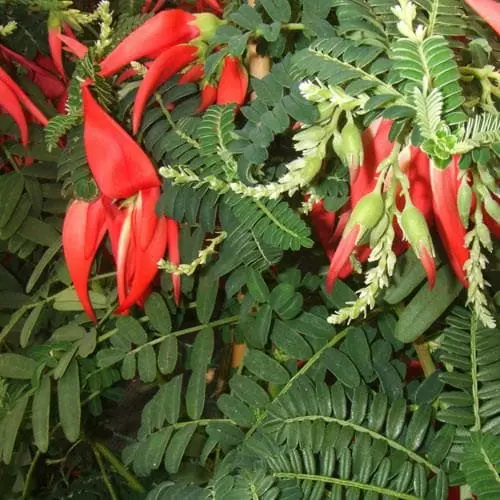 Future Forests Climbers Clianthus Puniceus 3 Future Forests Climbers Clianthus Puniceus