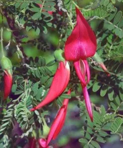 Future Forests Climbers Clianthus Puniceus 9 Future Forests Climbers Clianthus Puniceus