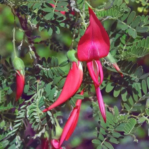 Future Forests Climbers Clianthus Puniceus 4 Future Forests Climbers Clianthus Puniceus