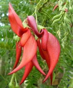 Future Forests Climbers Clianthus Puniceus 10 Future Forests Climbers Clianthus Puniceus