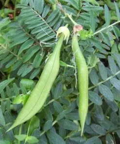 Future Forests Climbers Clianthus Puniceus 11 Future Forests Climbers Clianthus Puniceus