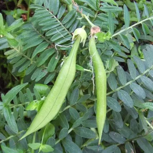 Future Forests Climbers Clianthus Puniceus 6 Future Forests Climbers Clianthus Puniceus