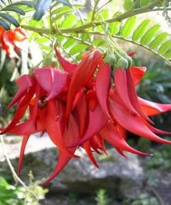 Future Forests Climbers Clianthus Puniceus 12 Future Forests Climbers Clianthus Puniceus