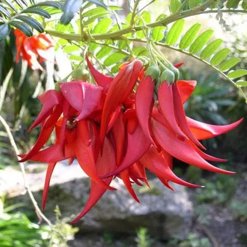 Future Forests Climbers Clianthus Puniceus 7 Future Forests Climbers Clianthus Puniceus