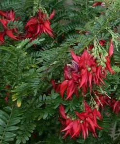Future Forests Climbers Clianthus Puniceus 13 Future Forests Climbers Clianthus Puniceus