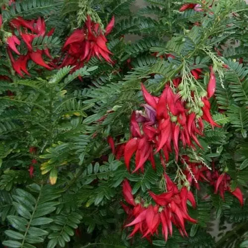 Future Forests Climbers Clianthus Puniceus 8 Future Forests Climbers Clianthus Puniceus