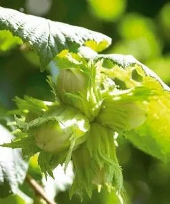 Future Forests Fruit Filbert - Corylus Maxima Kentish Cob