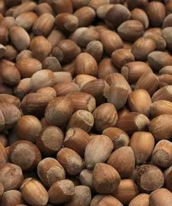 Future Forests Fruit Filbert - Corylus Maxima Kentish Cob