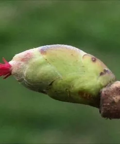 Future Forests Fruit Filbert - Corylus Maxima Kentish Cob
