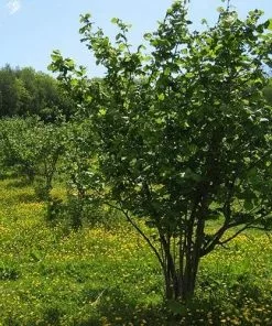 Future Forests Fruit Filbert - Corylus Maxima Kentish Cob