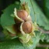 Future Forests Fruit Filbert - Corylus Maxima Kentish Cob