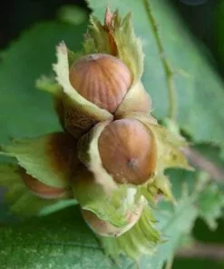 Future Forests Fruit Filbert - Corylus Maxima Kentish Cob