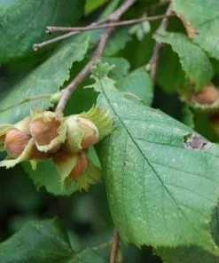 Future Forests Fruit Filbert - Corylus Maxima Kentish Cob