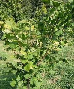 Future Forests Fruit Filbert - Corylus Maxima Kentish Cob