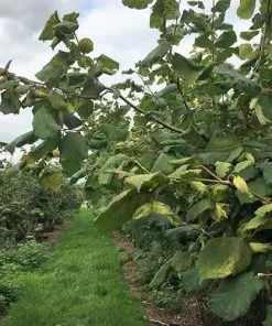 Future Forests Fruit Filbert - Corylus Maxima Kentish Cob