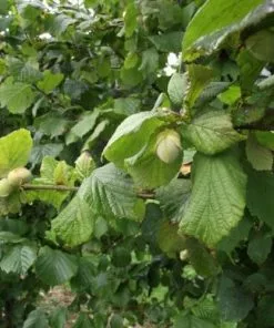 Future Forests Cobnut - Corylus Avellana Webb’s Prize Cob