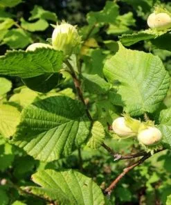 Future Forests Cobnut - Corylus Avellana Webb’s Prize Cob