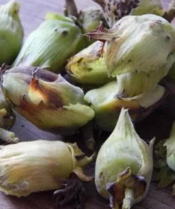 Future Forests Cobnut - Corylus Avellana Webb’s Prize Cob