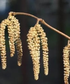 Future Forests Cobnut - Corylus Avellana Webb’s Prize Cob