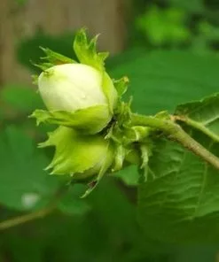 Future Forests Cobnut - Corylus Avellana Webb’s Prize Cob
