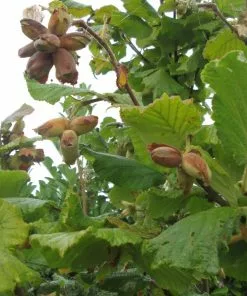 Future Forests Cobnut - Corylus Maxima Nottingham Fruit