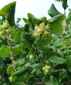 Future Forests Cobnut - Corylus Maxima Nottingham Fruit