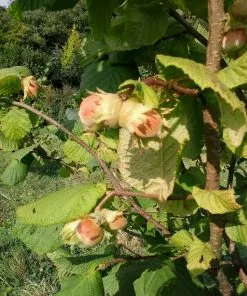 Future Forests Cobnut - Corylus Maxima Nottingham Fruit