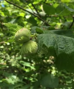 Future Forests Cobnut - Corylus Maxima Nottingham Fruit