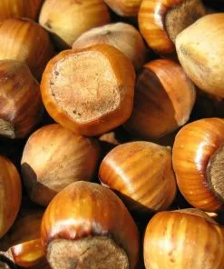 Future Forests Cobnut - Corylus Maxima Nottingham Fruit