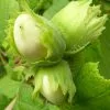 Future Forests Cobnut - Corylus Avellana Tonda Di Giffoni