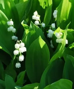 Future Forests Convallaria Majalis - Lily Of The Valley